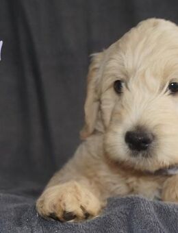 Goldendoodle Welpen medium suchen ihre Familien - Masburg