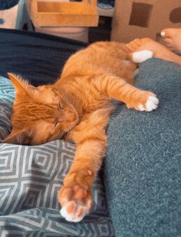 2 Kater - Nordenham Zentrum