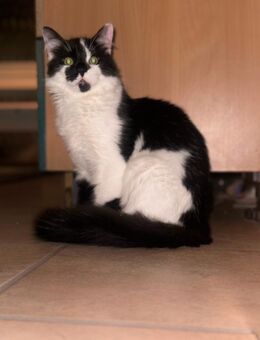 Kater 6 -8Monate abzugeben - Bovenden