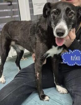 Rusko ein wahrer Engel - Flörsheim-Dalsheim