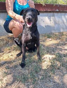 Szurok, freundlicher Sharpei Mix - Remagen