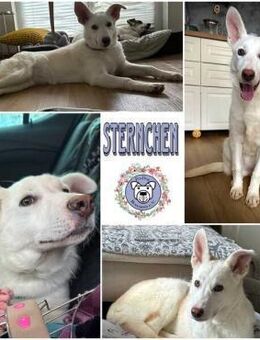 STERNCHEN * vorsichtige Familienhündin - Duisburg