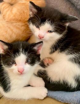 Katzenbabys - Gummersbach