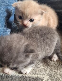 Britischkurzhaar Kitten - Saarlouis