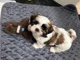 Adorable Shih Tzu puppies born on the 7th February 2024 - To be handed over soon! in 6312