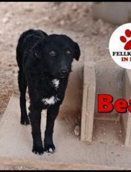 schüchterner Bean sucht ein Körbchen - Margetshöchheim