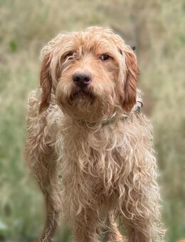 Ich heiße Graff .... - Frankfurt (Main)