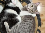 🐾Traumpaar Percy & Janey🐾 - Eislingen (Fils)