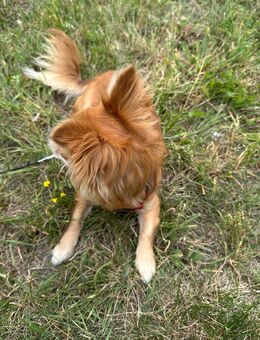 Chihuahua - Freital
