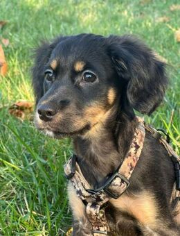 Julietta Welpeline - Augsburg