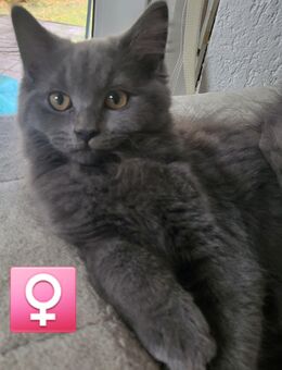 BLH /Maine Coon Kitten - Herne