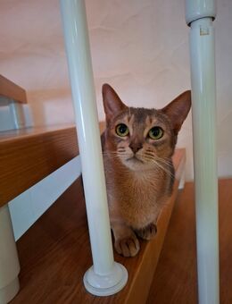 Erwachsene Abessinier Katze - Laichingen