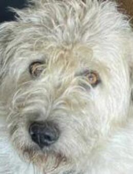 Maja, wie eine große Schneeflocke 🐾 - Elsdorf (Nordrhein-Westfalen)