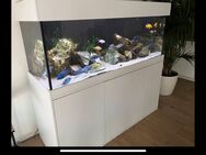 Komplettaquarium mit Schrank 160x60x60 675 Liter mit Weißglas - Leipzig Südwest