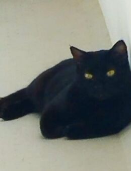 Kater Congo, 6 Jahre iun Unterhaching sucht neues Zuhause. - Unterhaching