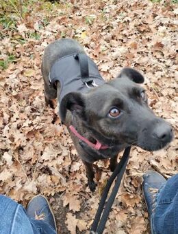 Hedike, sanfte Schönheit, ca. 2 Jahre, c - Vaterstetten