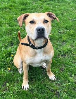 Sparky - der Flummi - Süderdorf