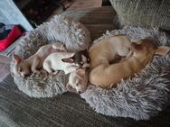 Chihuahua - Welpen - Lisberg