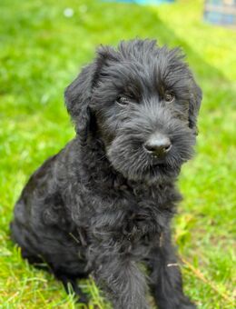 reinrassige Riesenschnauzer - Hagenow