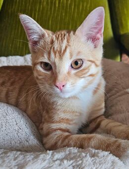 Junger roter Europäischer Kurzhaar Kater - Lübbecke