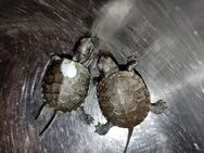 Europäische Sumpfschildkröte Emys Orbicularis NZ 2024 - Elztal