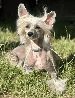 Liebevolle einjährige Chinesischer Schopfhund-Hündin - Berlin