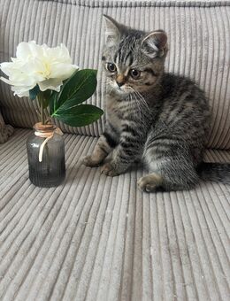 Kuschlige BKH Kitte (Kater) - Berlin