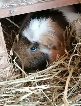 Meerschweinchen Dame abzugeben - Könnern