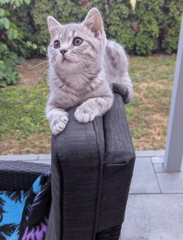 BKH Katze kitten - Kösching