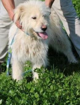 Ponti - verspielt u. kinderlieb - Lohra