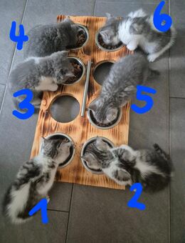 Zwei Süße BKH Kätzchen sind noch auf der Suche nach einen neuen Zuhause! - Braunsbedra
