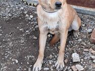 💛 Freundliche Mika sucht dich! 💛 - Eislingen (Fils)
