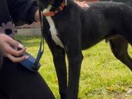 SIRIUS - freundlich, offen, lieb - Linden (Hessen)