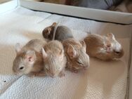 Degu Babys - Wittenburg