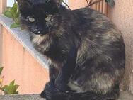 Liebevolle Pirita sucht Safe Home - Bad Camberg