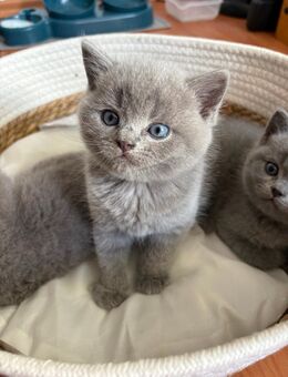 BKH Kitten Britisch Kurzhaar - Wiesbaden