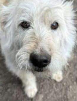 Gina, die schmusige Strubbelmaus 🐾 - Elsdorf (Nordrhein-Westfalen)