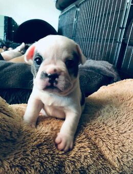Welpe Französische Bulldogge Hündin Pied Blue - Steinigtwolmsdorf