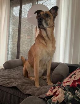 Mara ca. 10 Jahre ❤️ 150 Euro Schutzgebü - Burgsinn