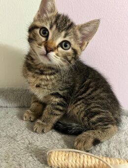 Babykatze zu verkaufen - München