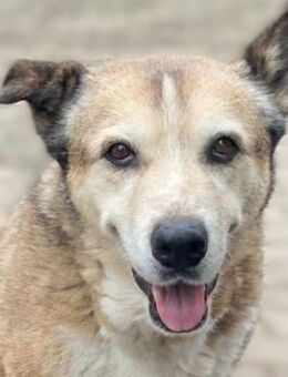 Menschenbezogene Rua sucht Zuhause - Neuss