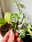 Monstera Frozen Freckles Variegata Ableger bewurzelt in 10407