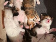 Kitten Katzenbabys - Pfaffenhofen (Ilm)