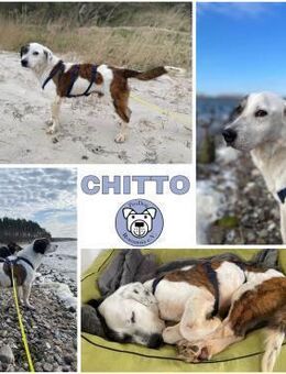 CHITTO -unkompliziert & verschmust- - Duisburg