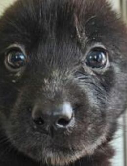 RM 49 ist ein sanfter Schatz 🐾 - Elsdorf (Nordrhein-Westfalen)