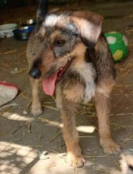 Liebenswerte Rica wartet - Olsberg