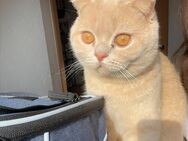 Britisch Kurzhaar-Kater sucht liebevolles Zuhause - Neunkirchen (Brand)