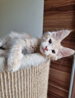 AUSZUGSBEREIT Reinrassiger XXL Maine Coon Kater - Bous