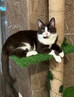 ✨Traumkater Merlin & Valentin✨ - Eislingen (Fils)