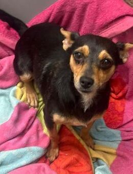 Emmi sucht ihre Familie - Berlin